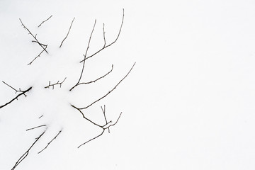 Dry brown grass in white snow. Dry plants appear through loose snow.