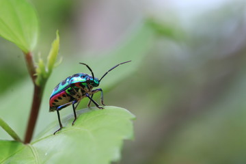 Portrait of small green insect on green leaf