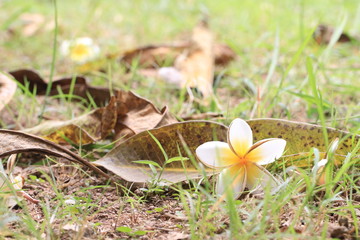Close up transparency white and yellow plumeria flower on the ground