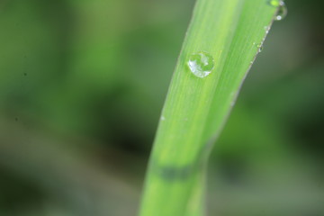 Close up water drop on green leaf