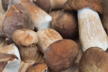 fresh porcini mushrooms macro on wooden table