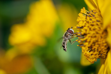 Schwebfliege auf Sonnenblume fliegend