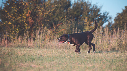 A large, black, dangerous dog is running across the autumnal winter field. Amstaff Mix.