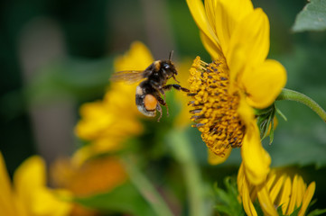 Hummel auf Sonnenblume