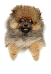Pomeranian Spitz dog puppy above white banner