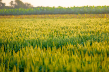 Obraz na płótnie Canvas green wheat field