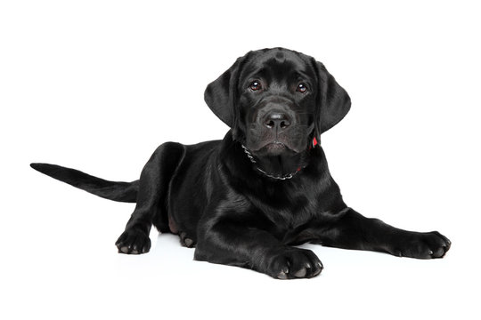 Black lab with white 2025