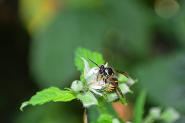 Wespe auf Blüte im Garten mit Textfreiraum