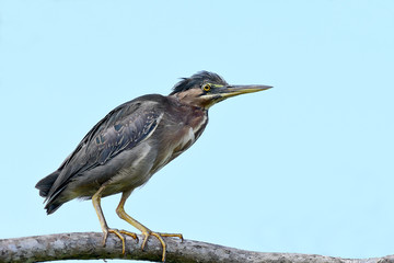 Green Heron (Butorides virescens)