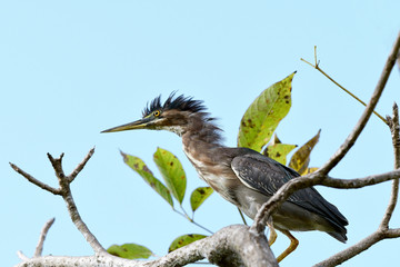 Green Heron (Butorides virescens)