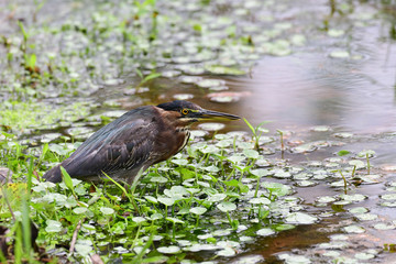 Green Heron (Butorides virescens)