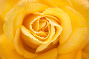 Yellow rose with drops of dew closeup, background_