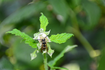 Wespe auf Blüte in grüner Natur