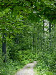 Fototapeta premium forest path