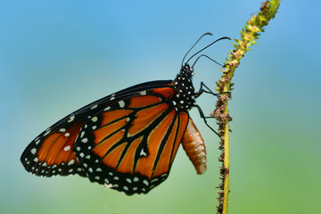 Monarch Butterfly