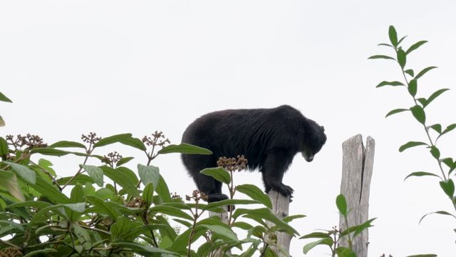 Andean Bear Balancing on Tree Logs Long Shot