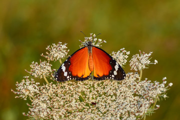 Closeup  beautiful butterfly .Danaus chrysippus & flower in the garden.