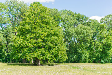 Green forest in summer.