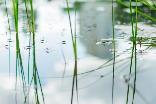 Amazing water skipper bugs floating on the water. The Gerridae are a family of insects in the order Hemiptera, commonly known as water striders, water bugs, pond skaters, skippers, or jesus bugs