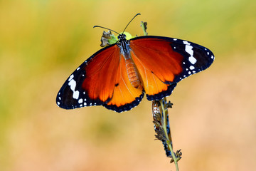 Closeup  beautiful butterfly .Danaus chrysippus & flower in the garden.