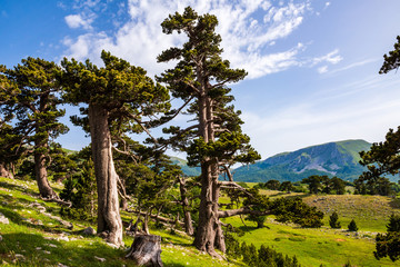 Loricato pine in the Pollino national park © trattieritratti