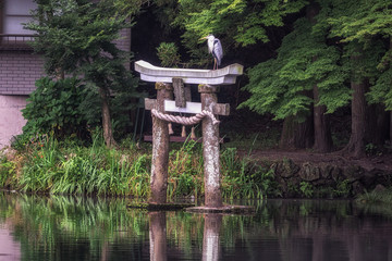Fototapeta na wymiar grey heron on lake kinri torii gate