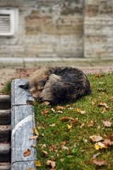 homeless1 dog sleeping on the street in the autumn