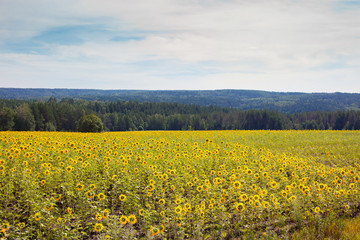 Obraz premium Field of yellow sunflowers