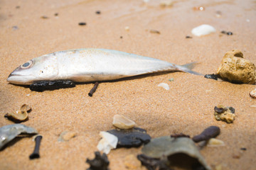 dead fish on the beach. sea pollution concept.