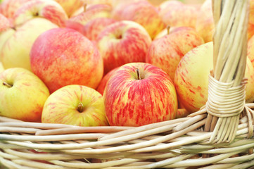 Basket of fresh ripe harvested homegrown red and yellow apples, selective focus