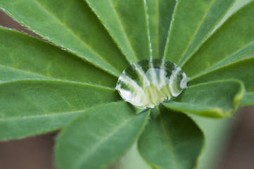 goutte