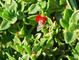 Biene an roter Blume Nahaufnahme