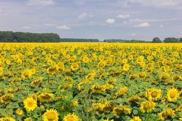 Field with blooming sunflowers on a bright sunny day