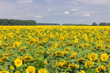 Obraz premium Field with blooming sunflowers on a bright sunny day