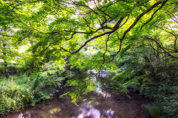 lush forest over the creek