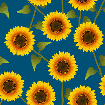 Orange Yellow Sunflower on Indigo Blue Background
