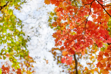 Red maple leaves border at autumn forest, blurred background. Season changing. A tree branch of maple, fall.