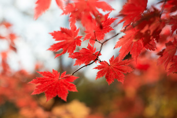 Red maple leaves at autumn forest, blurred background. Season changing. A tree branch of maple, fall.
