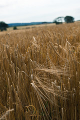 Hay grass ready to cut