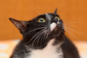cat with crazy look