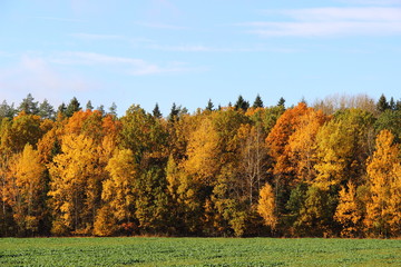 October, autumn in the forest - a beautiful view from the field of golden, yellow, orange and green trees