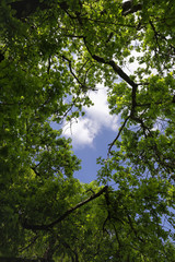 Ciel et feuillage © Casseb