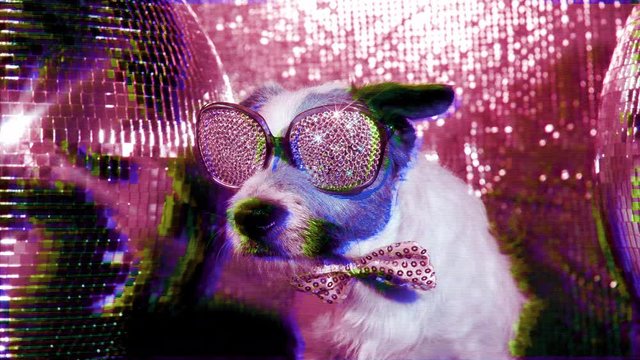 the world's most famous dj dog. a cute jack russell dog wearing diamond covered sunglasses in a disco setting  abstract style overlayed effect