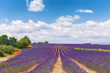 Fototapeta na wymiar The flowering of lavender in Provence. France. Focus concept.
