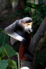 Red-shanked douc wildlife reserve in thailand