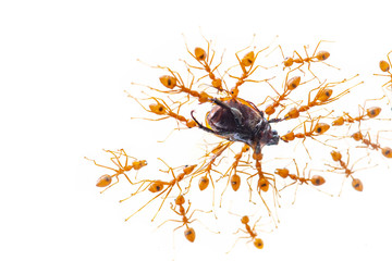 Many red ants are eating insects on white background.