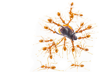 Many red ants are eating insects on white background.
