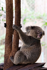 koala bear in forest zoo  at Thailand