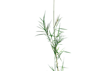 Obraz premium Green leaves of bamboo on the branch of tree, style and shape isolated on white background.