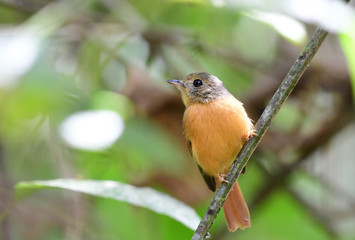 Ruddy-tailed Flycatcher (Terenotriccus erythrurus)